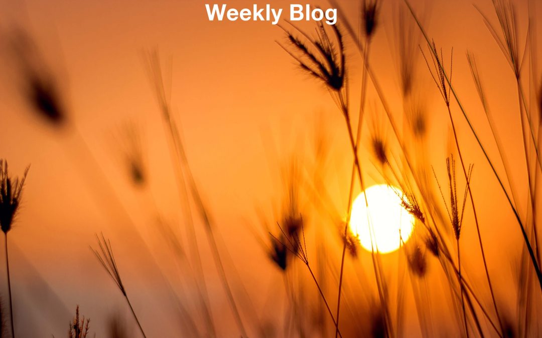 Build Him a Place to Dwell                      