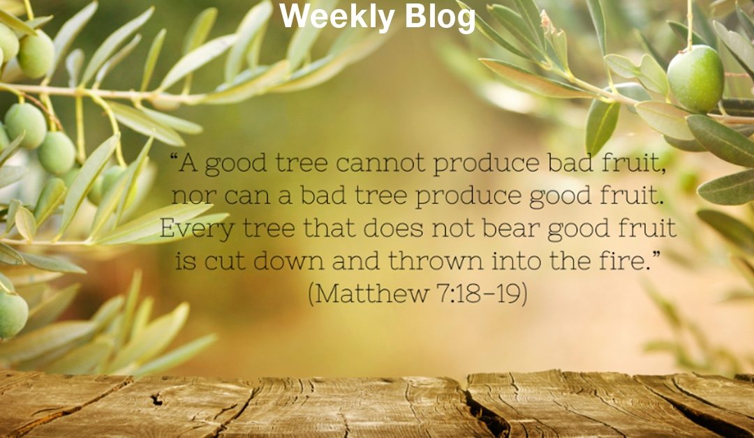 The Rich Root of the Olive Tree