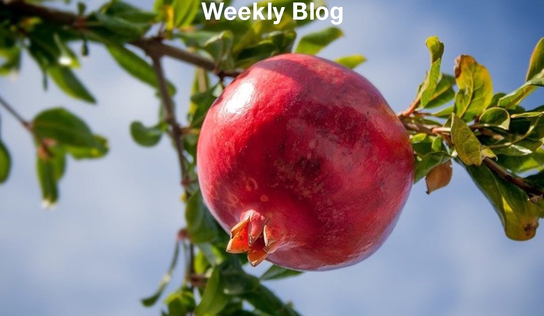 Trees Have Healing Qualities