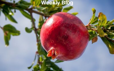 Trees Have Healing Qualities