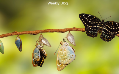 Turmoil Brings Transformation